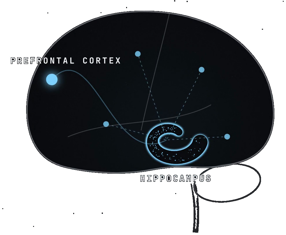The film’s schematic of the substrate: the prefrontal cortex connected to the hippocampus, with the memory network drawn around it.